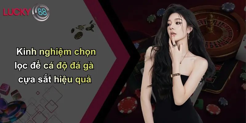 Kinh nghiệm chọn lọc để cá độ đá gà cựa sắt hiệu quả