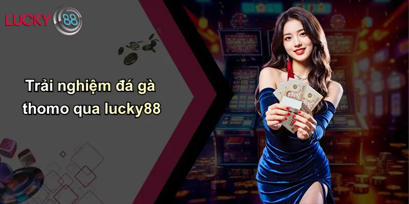 Đá Gà Thomo: Thế Giới Thượng Đẳng Và Cảnh Giác Khi Chơi Qua Lucky88 3 Trải nghiệm đá gà thomo qua lucky88